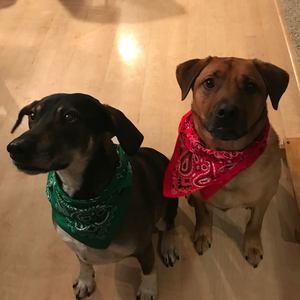 Meet your Posher, Benjamin